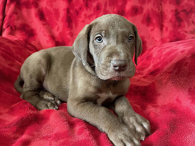 Deutsche Doggenwelpen zu verkaufen Dresden - photo 1