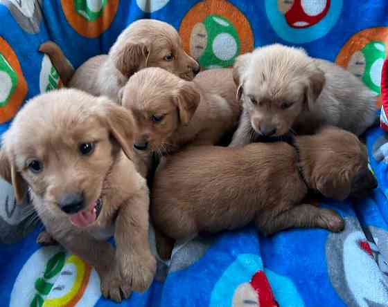 Golden Retriever Welpen Берлін