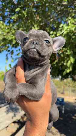 Französische Bulldoggenwelpen Hannover