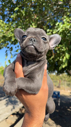 Französische Bulldoggenwelpen Hannover - photo 1