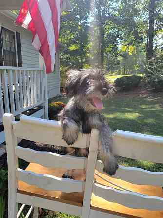 AKC Standard Schnauzer Магдебург