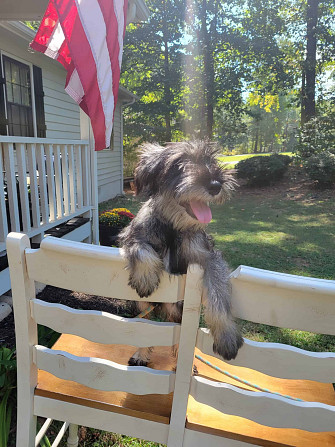 AKC Standard Schnauzer Magdeburg - photo 1