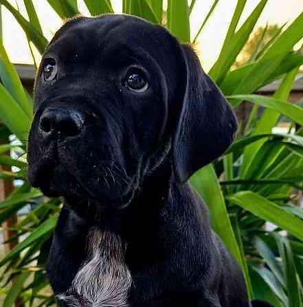 Cane Corso-Welpe Schwerin