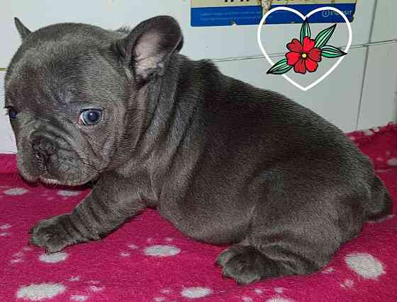 Französische Bulldoggenwelpen zu verkaufen. Wiesbaden