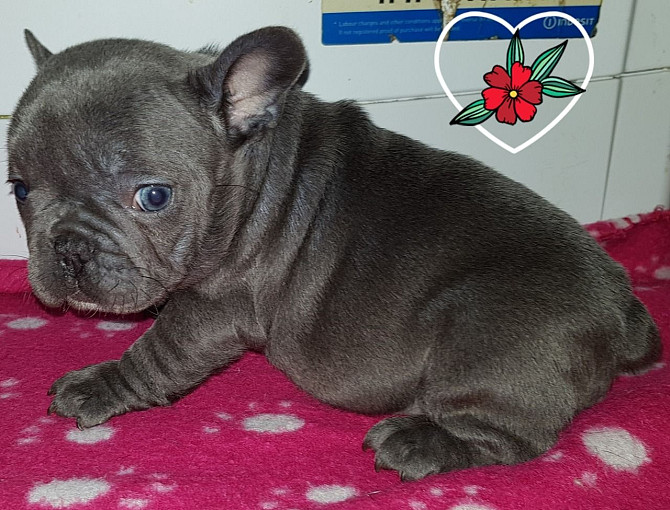 Französische Bulldoggenwelpen zu verkaufen. Wiesbaden - photo 3