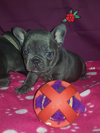 Französische Bulldoggenwelpen zu verkaufen. Wiesbaden - photo 1