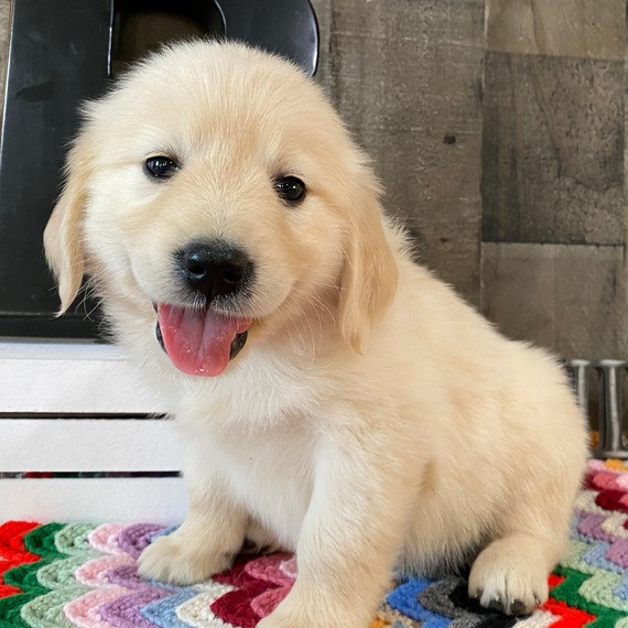 Golden Retriever-Welpen zu verkaufen Duesseldorf - photo 3