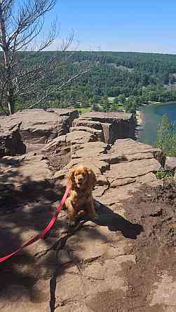 Akc American Cocker Spaniel Берлин