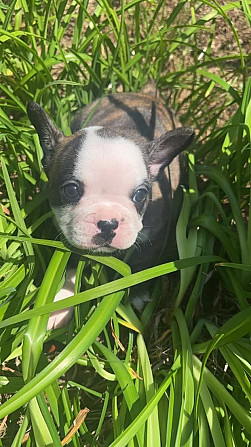 Französischer Bulldoggenwelpe Hannover - photo 1