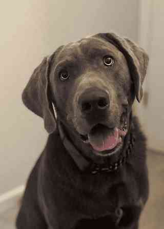 Silberner Labrador Retriever Düsseldorf