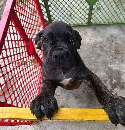 ICCF-registrierter Cane Corso-Welpe zu verkaufen Dresden