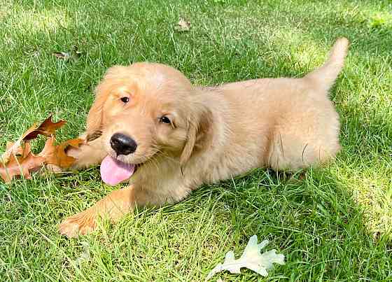 Golden Retriever-Welpe Stuttgart