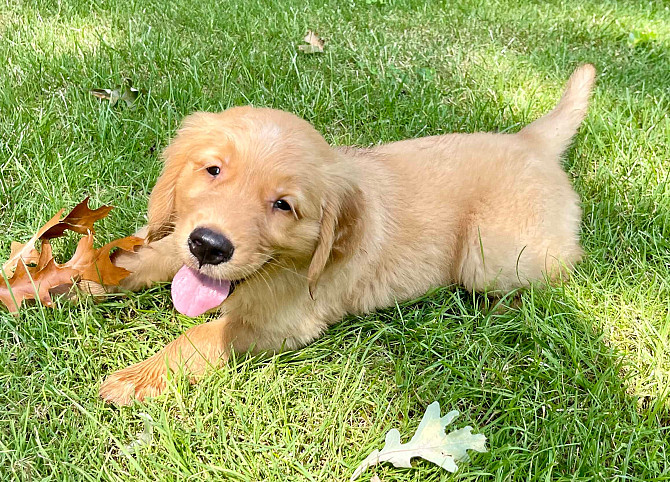 Golden Retriever-Welpe Stuttgart - photo 1