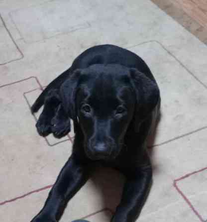 AKC Labrador Retriever Welpen Потсдам