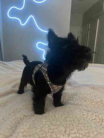 Reinrassiger Scottish Terrier Майнц