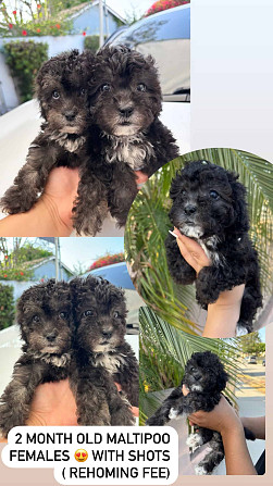 KOSTBARER WEIBLICHER MALTIPOO 🩷🎀✨ Магдебург - изображение 1