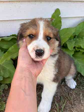 Großer Berner Schäferhund-Welpe Дюссельдорф