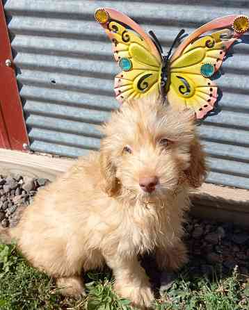 F1B Mini Goldendoodles Дрезден