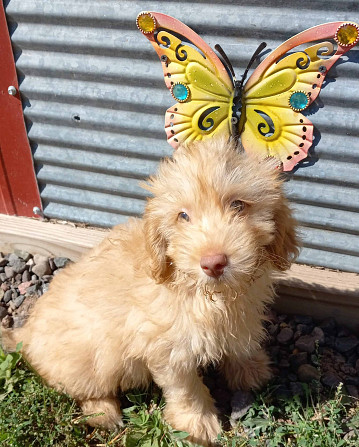 F1B Mini Goldendoodles Dresden - photo 1