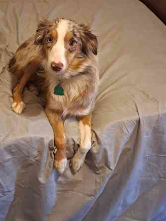 Mini Australian Shepherds Erfurt