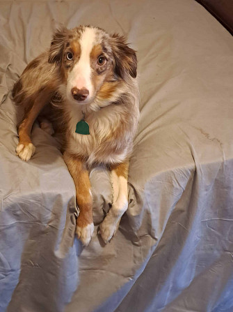 Mini Australian Shepherds Erfurt - photo 1