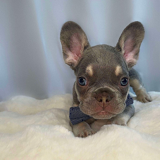 Französische Bulldoggen mit AKC-Papieren Stuttgart - photo 1