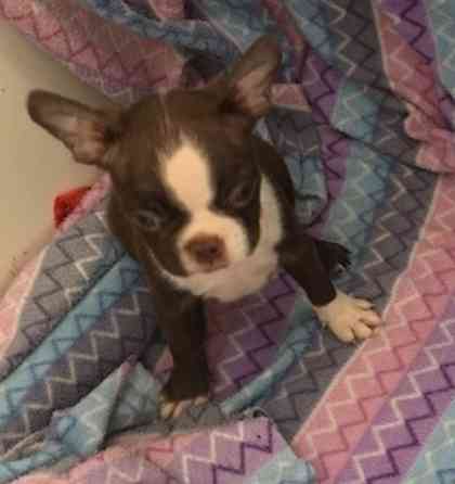 Boston Terrier in vielen Farben, M/W, AKC-Reg. Hannover