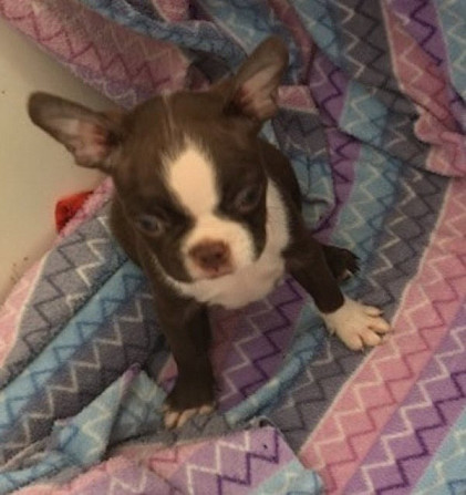 Boston Terrier in vielen Farben, M/W, AKC-Reg. Hannover - photo 1