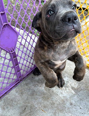 ICCF-registrierter Cane Corso-Welpe zu verkaufen Mainz - photo 1