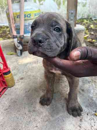 Cane Corso Welpen Saarbrücken