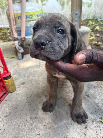 Cane Corso Welpen Саарбрюккен - изображение 1