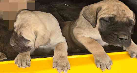 Englische Mastiff-Welpen. Hamburg