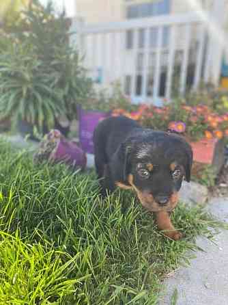 Rottweiler-Welpen Schwerin