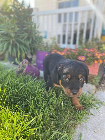 Rottweiler-Welpen Schwerin - photo 1