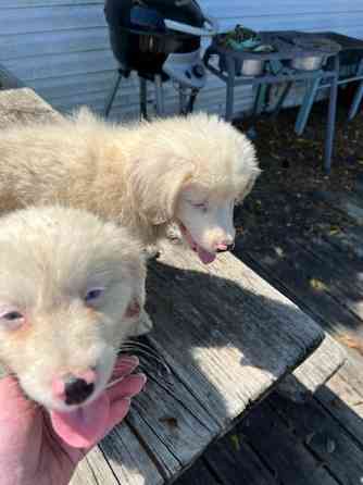 Mini Australian Shepherds Dresden