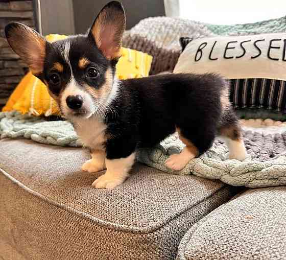 AKC Pembroke Welsh Corgi Welpen Эрфурт