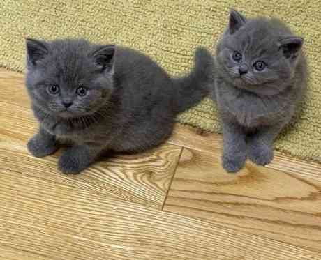 British Shorthair kittens Heidelberg