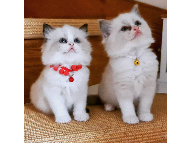 Ragdoll kittens Дрезден - изображение 1