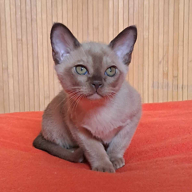 Burmese kittens Dresden - изображение 1