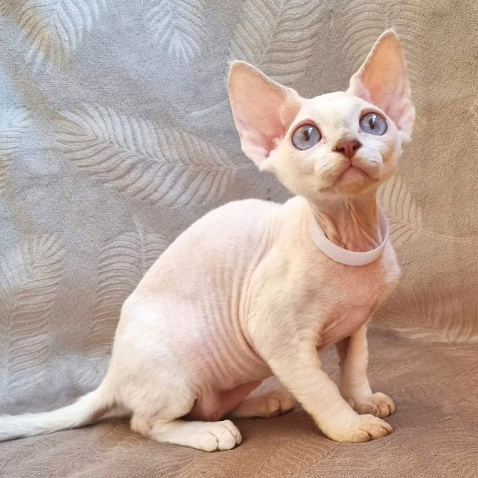 Devon Rex Kittens Hamburg - изображение 1