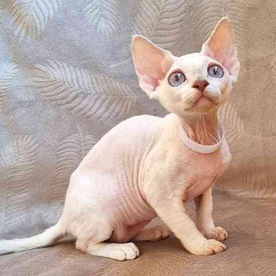 Devon Rex kittens Stuttgart