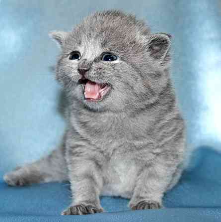 British Shorthair kittens Бремен