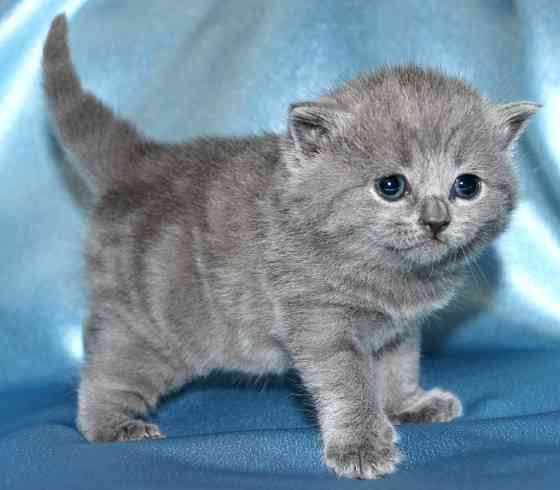 British Shorthair kittens Вісбаден