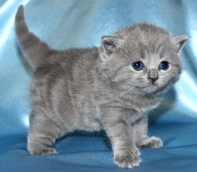 British Shorthair kittens Wiesbaden - photo 1