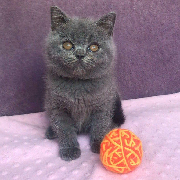 British Shorthair kittens Кёльн - изображение 1