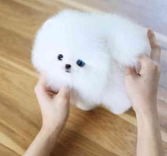 Gorgeous white Teacup Pomeranian Puppies for sale Берлін