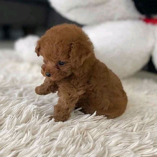 Щенки teacuppoodle на продажу. Berlin - photo 1