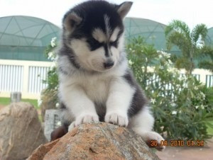 Siberian Husky-Welpen zur Neuvermittlung Эрфурт - изображение 1