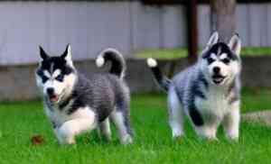 Reinrassige Siberian Huskies Вісбаден