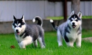 Reinrassige Siberian Huskies Висбаден - изображение 1